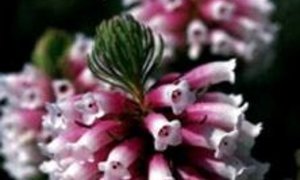 Field guide to Fynbos by John Manning